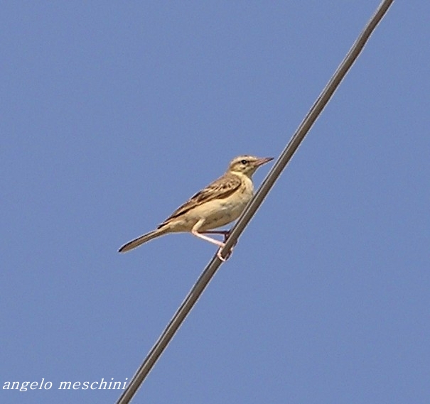 Il Calandro - Anthus campestris